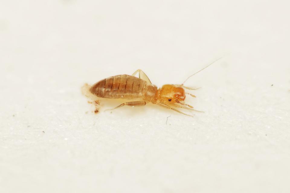 Psocoptera - Fürgetetvek