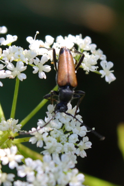 Stictoleptura fulva - vörhenyes virágcincér