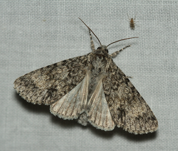Acronicta megacephala - nagyfejű szigonyosbagoly