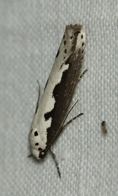 Ethmia bipunctella - kétpettyes feketemoly
