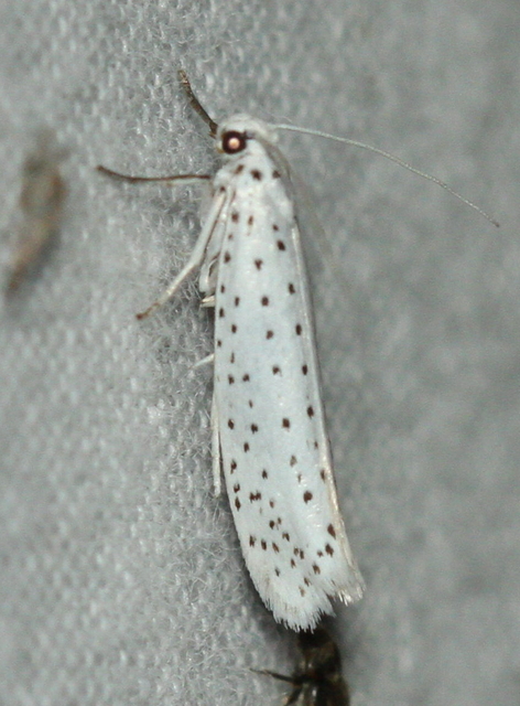 Yponomeuta evonymella - pókhálós májusfamoly