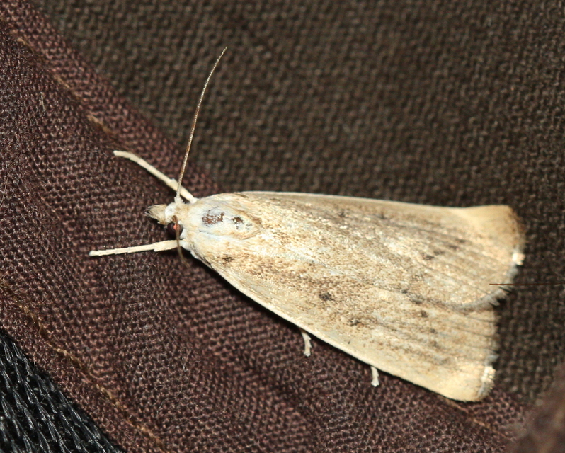 Calamotropha paludella - barna nádlevélmoly