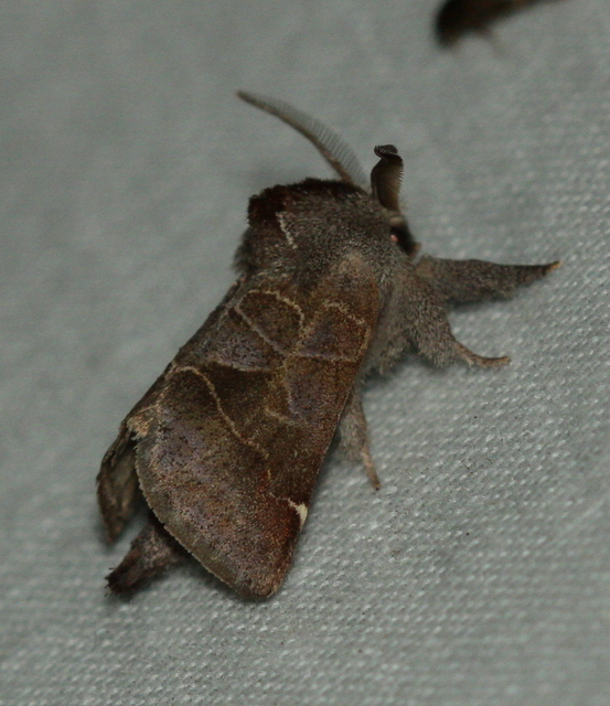 Clostera pigra - apró levélszövő