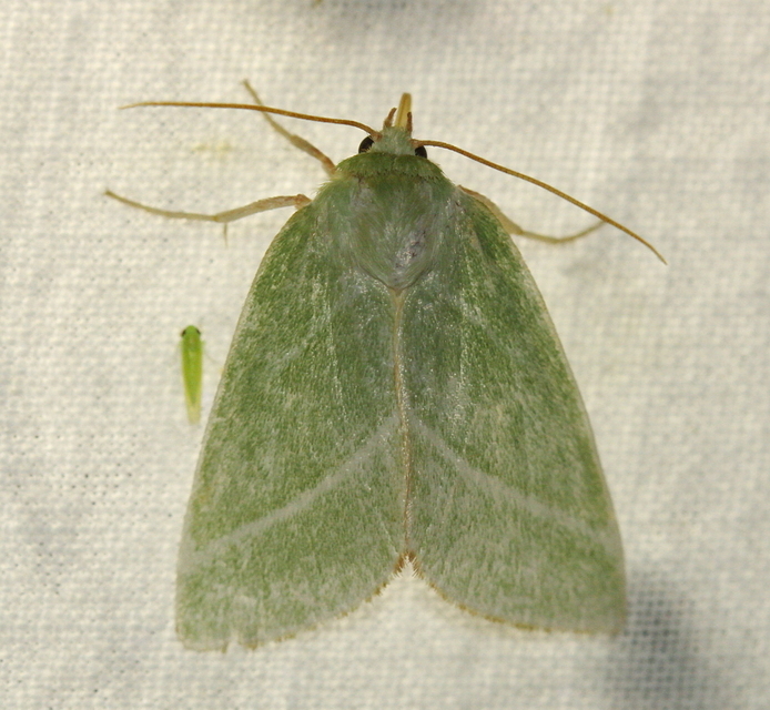 Pseudoips prasinana - bükkfa-zöldbagoly