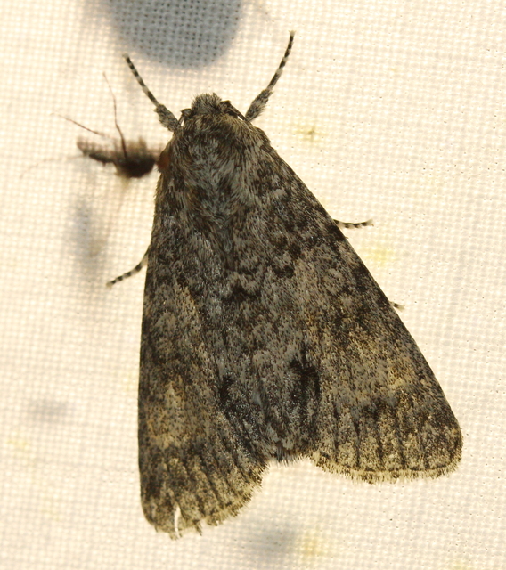 Acronicta megacephala - nagyfejű szigonyosbagoly