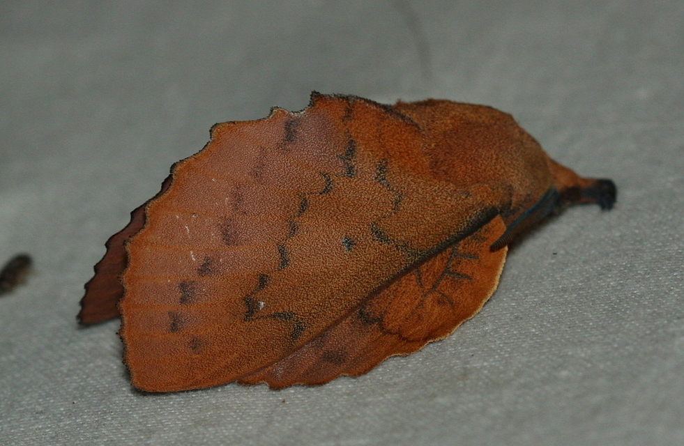 Gastropacha quercifolia - tölgylevélpohók