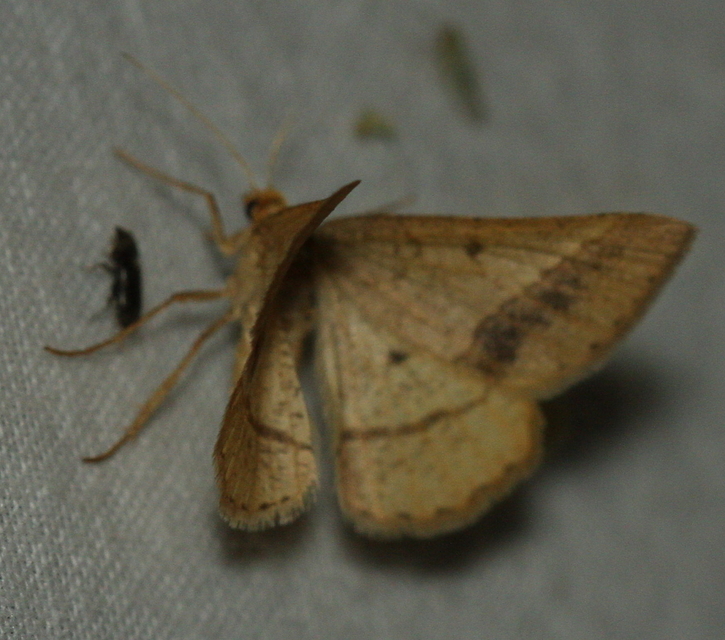 Tephrina arenacearia - lucerna-araszoló