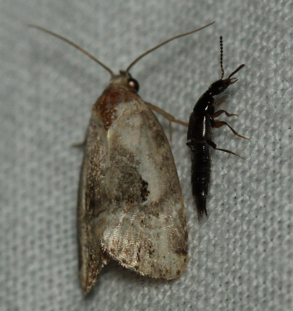 Philonthus