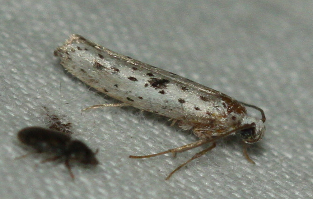 Yponomeuta plumbella - pókhálós bengemoly
