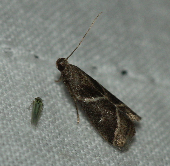 Nyctegretis triangulella - háromszöges karcsúmoly