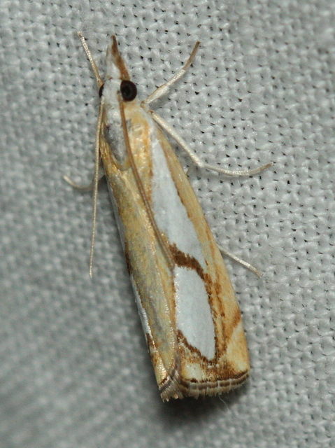Catoptria pinella - ezüstös fűgyökérmoly
