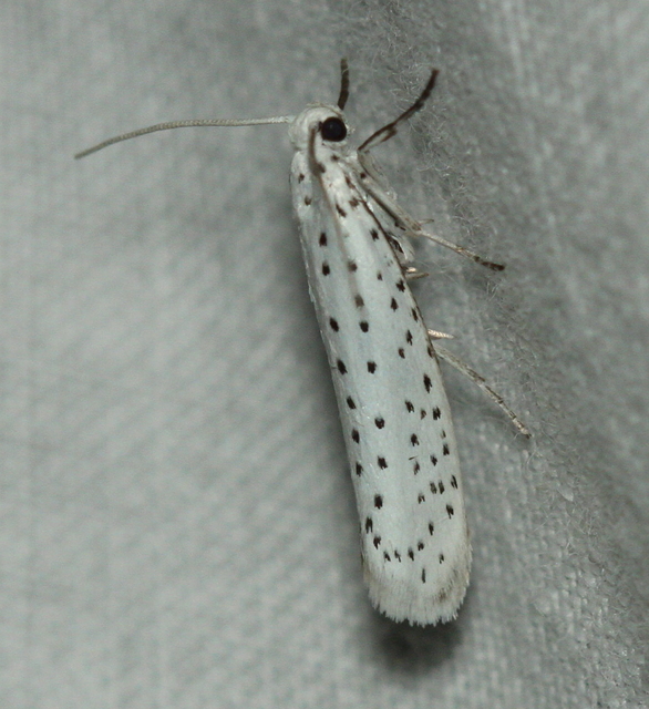Yponomeuta evonymella - pókhálós májusfamoly