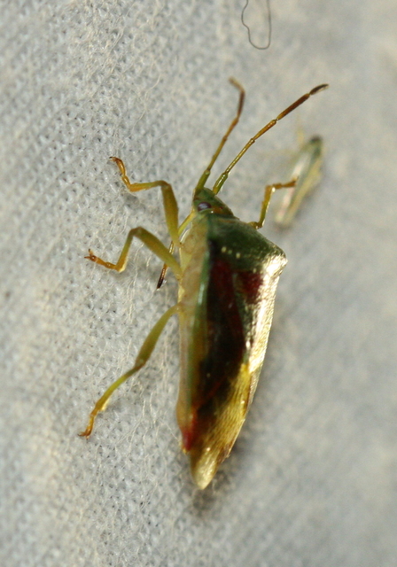 Acanthosoma haemorrhoidale - nagy dajkapoloska Acanthosoma haemorrhoidale - nagy dajkapoloska