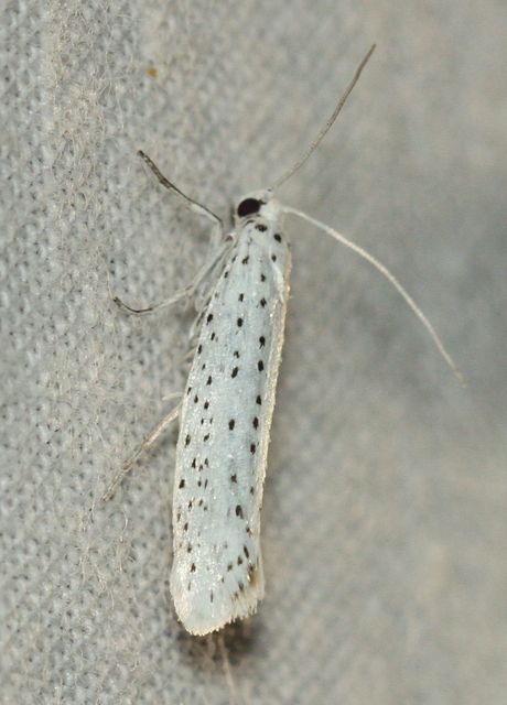 Yponomeuta evonymella - pókhálós májusfamoly