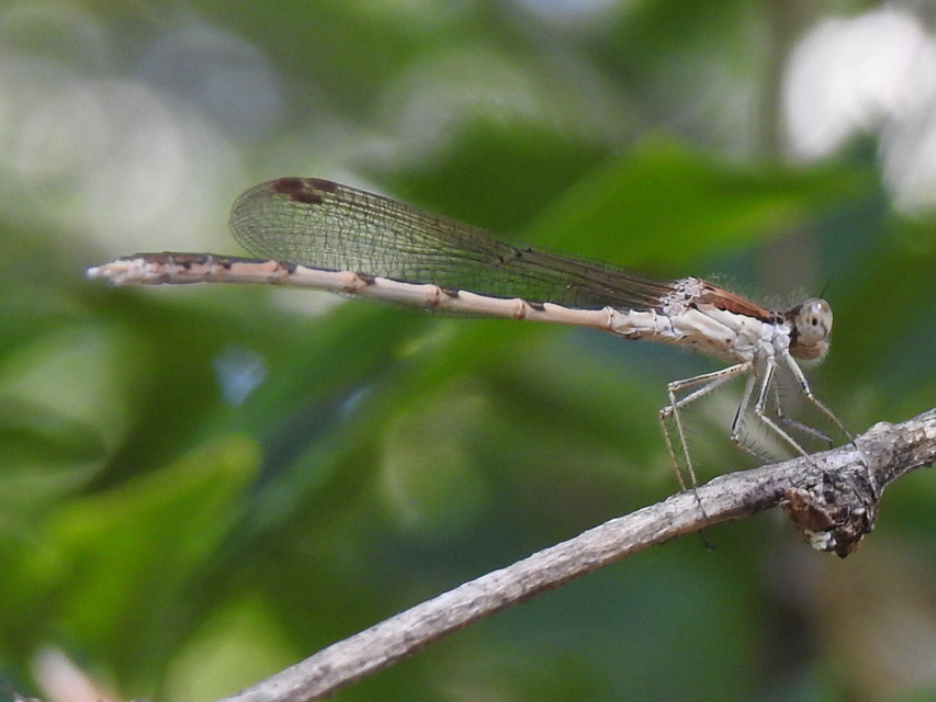 Sympecma fusca - téli rablószitakötő