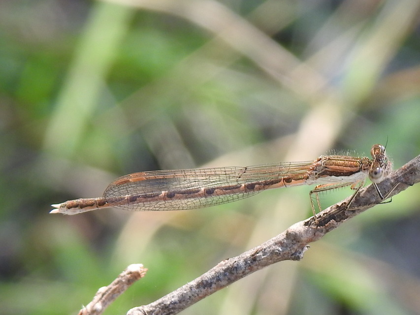 Sympecma fusca - téli rablószitakötő