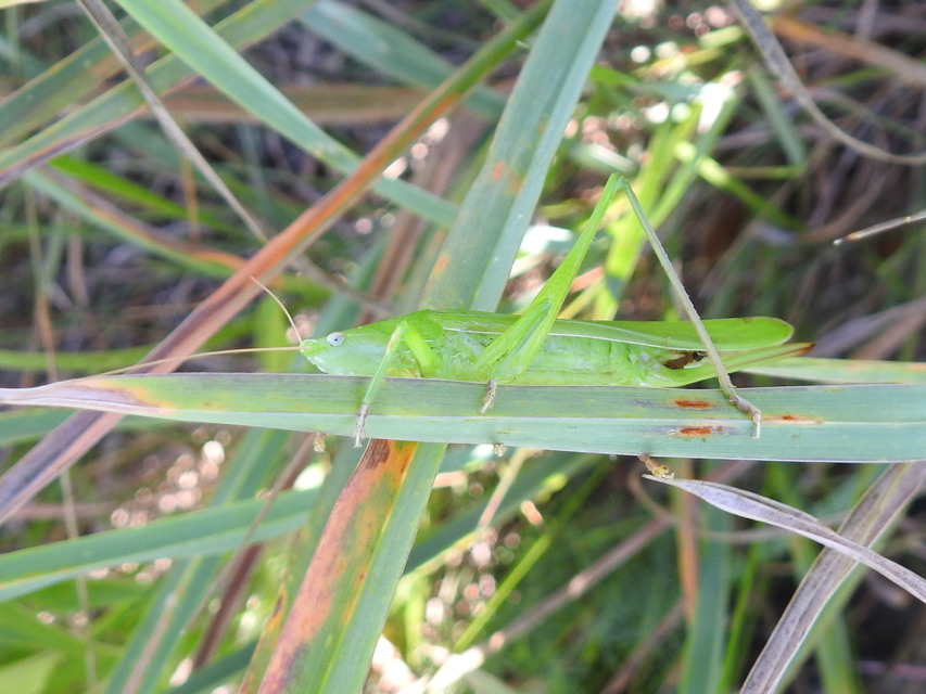 Ruspolia nitidula - nagy kúpfejűszöcske