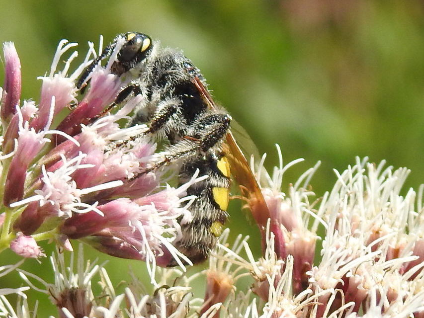 Colpa sexmaculata - hatfoltos tőrösdarázs