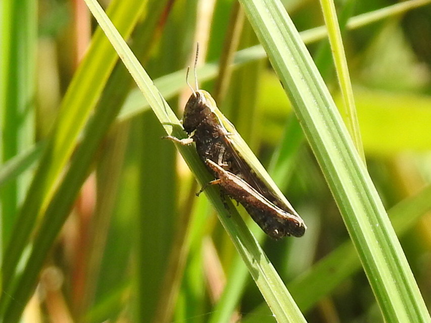 Omocestus rufipes - vöröshasú tarlósáska