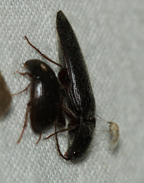 Melanotus