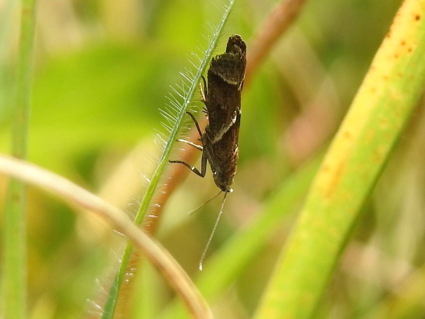 Nyctegretis lineana - agátszínű karcsúmoly