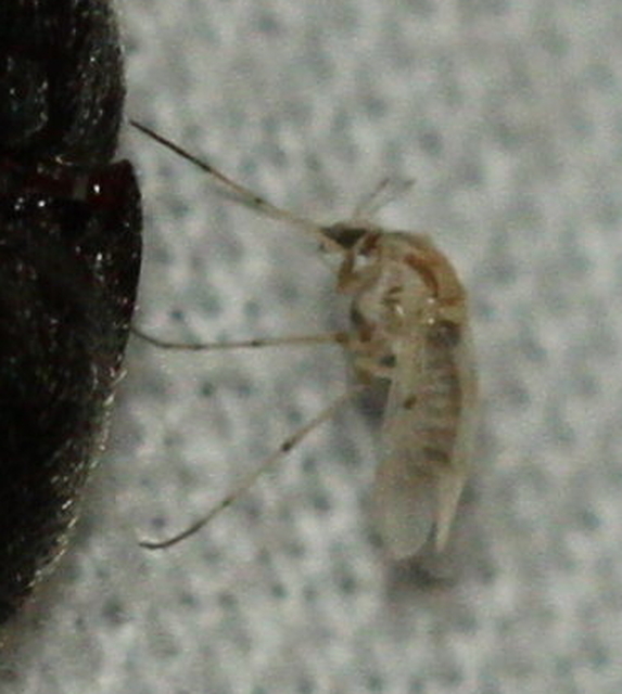 Sphaeromias