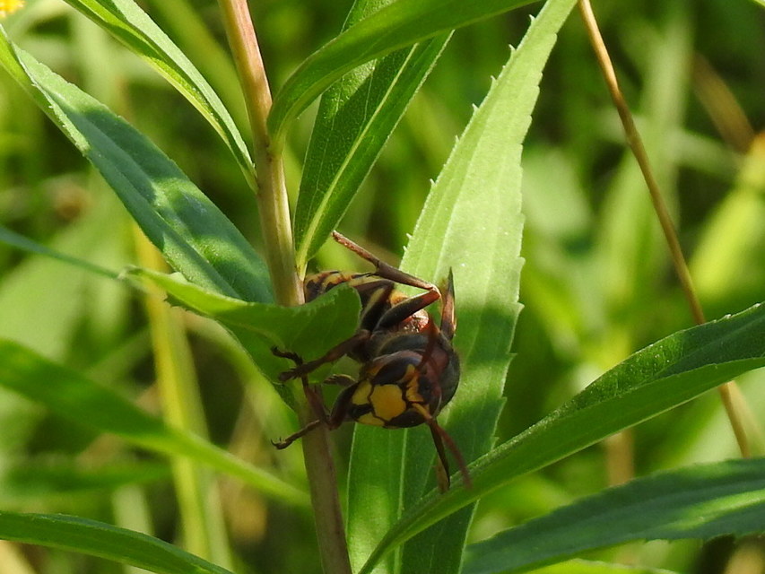 Vespa crabro - lódarázs