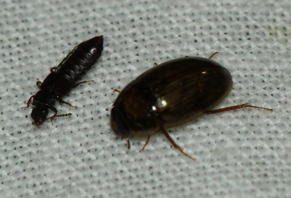 Anotylus Anotylus