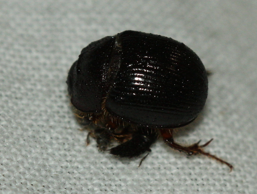 Odonteus armiger - mozgószarvú álganéjtúró