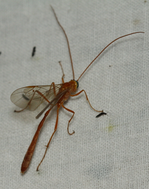 Enicospilus