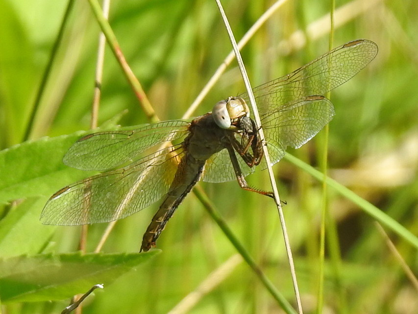 Crocothemis erythraea - skarlát szitakötő