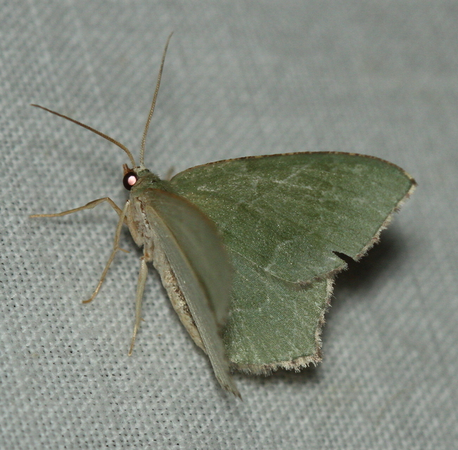 Hemithea aestivaria - nyír-zöldaraszoló