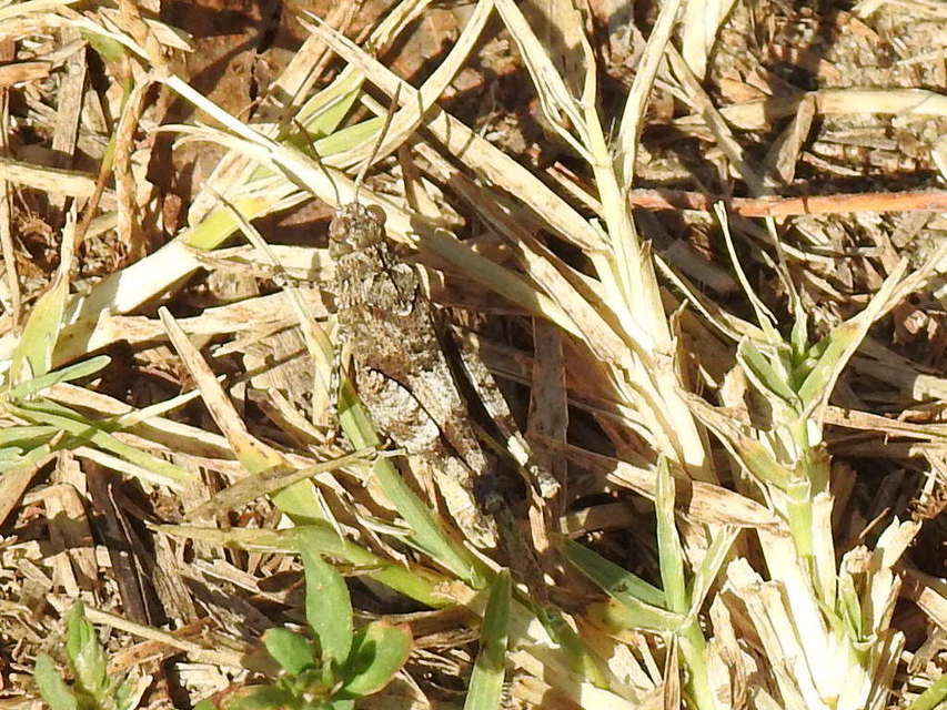 Oedipoda caerulescens - kékszárnyú sáska