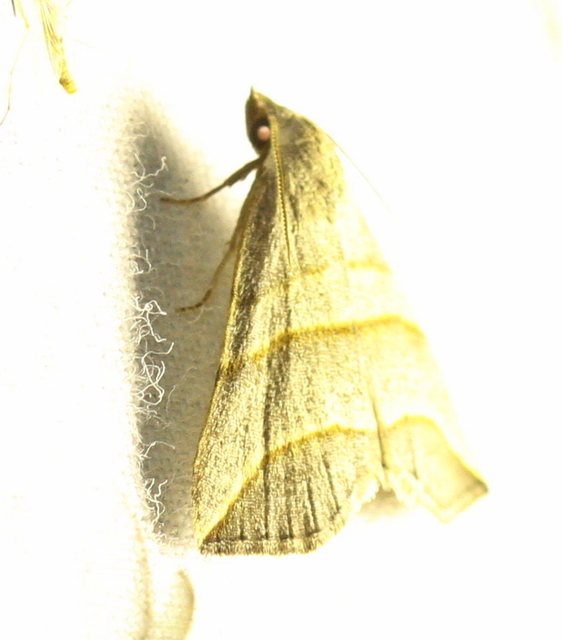Colobochyla salicalis - háromsávos törpebagoly
