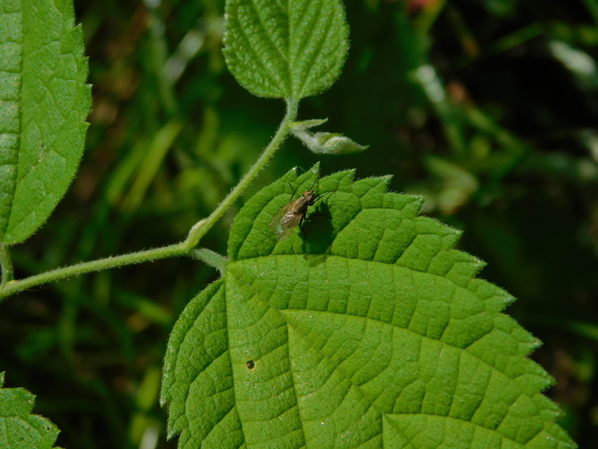 Anthomyiidae - viráglegyek
