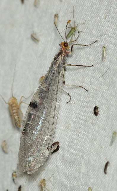 Megistopus flavicornis - kétfoltos hangyaleső