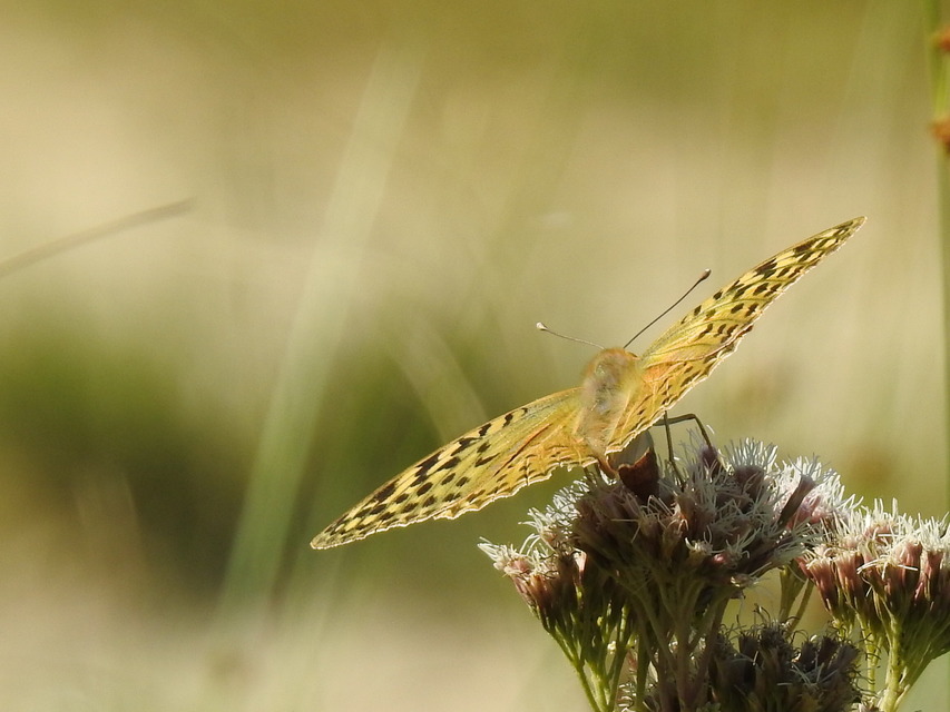 Argynnis pandora - zöldes gyöngyházlepke