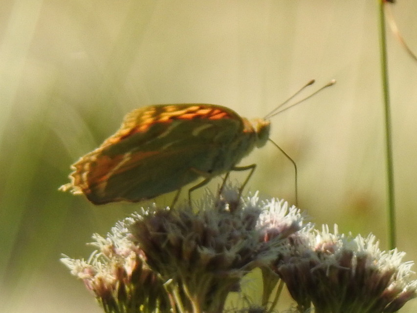 Argynnis pandora - zöldes gyöngyházlepke