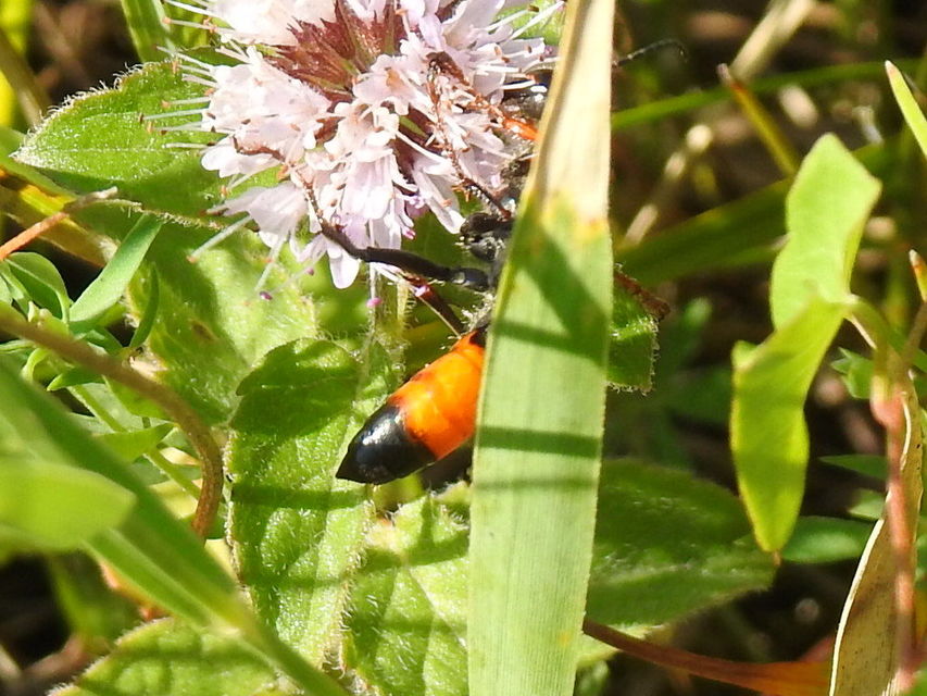Podalonia