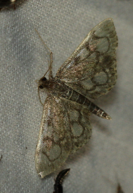 Anania coronata - koronás dudvamoly