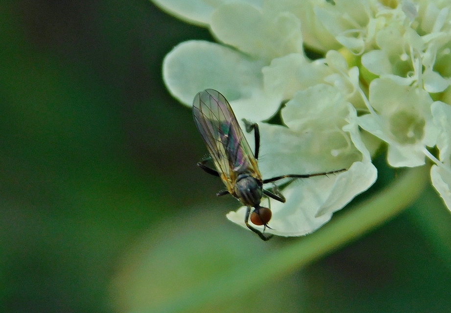 Rhamphomyia