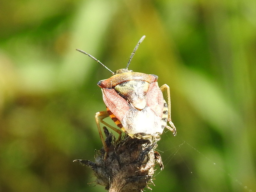 Carpocoris