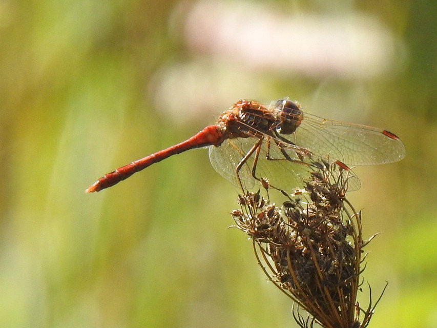 Sympetrum striolatum/vulgatum