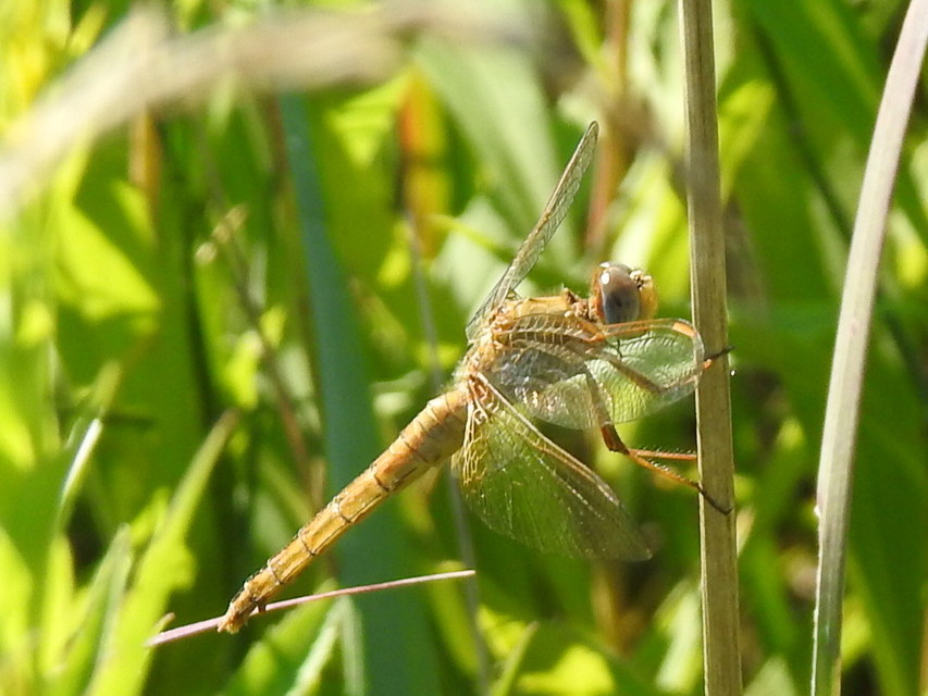 Crocothemis erythraea - skarlát szitakötő