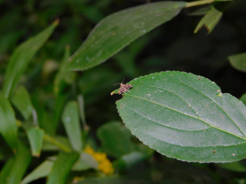 Anthophila fabriciana - lápréti levélmoly