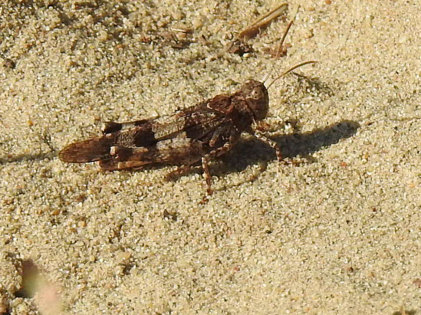 Oedipoda caerulescens - kékszárnyú sáska