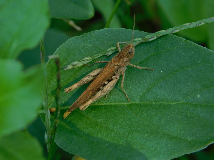 Chorthippus brunneus - közönséges tarlósáska