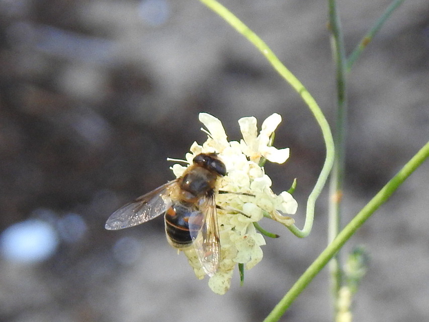 Eristalis tenax - közönséges herelégy