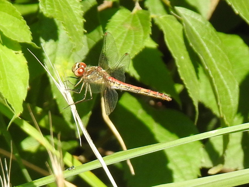 Sympetrum vulgatum - barkós katona-szitakötő