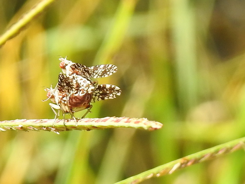 Trypetoptera punctulata - pirosszemű szarvaslégy